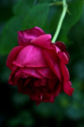 Ruffled Burgundy : la rose à chapeaux