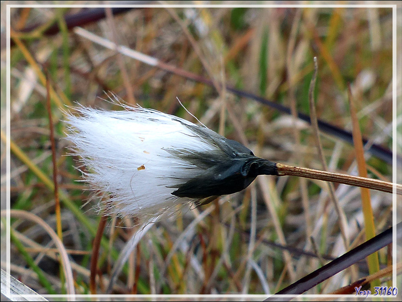 Linaigrette à belle crinière, Arctic cotton-grass (Eriophorum callitrix) - Jesse Harbour - Banks Island - Territoires du Nord-ouest - Canada