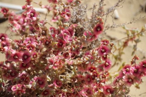 Les plantes du désert Kyzyl koum