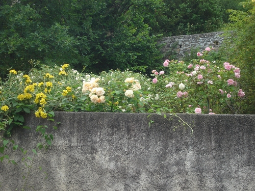 Des roses ..... toujours des roses !!!!!!! 