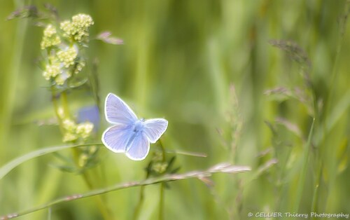 Bleu, bleu, bleu papillon bleu !!!!