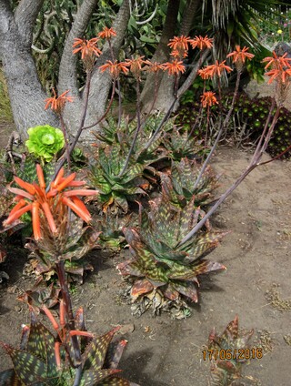  Aloe saponaria ou aloès maculé 