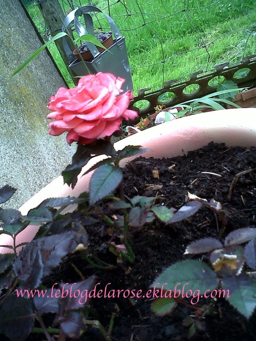 Mini rosier très florifère/ Miniature rose bush free-flowering