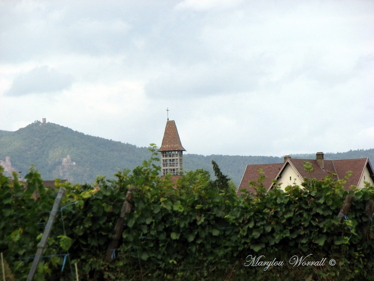 Vendanges précoces