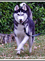 Mishka (11,5 mois), lors d'une visite à l'élevage