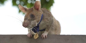 Au Cambodge, un rat détecteur de mines prend une retraite bien méritée
