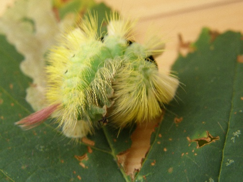 La chenille