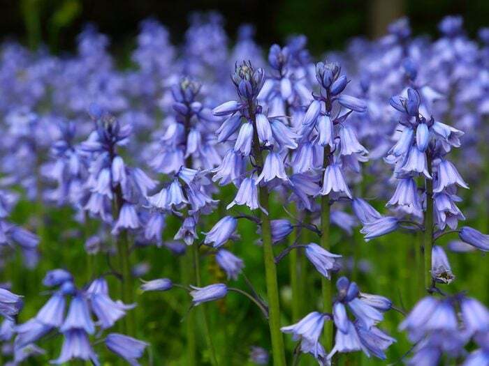 Des Jacinthe des bois dans un champs.