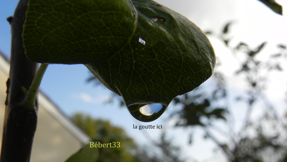 des gouttes d'eau au jardin