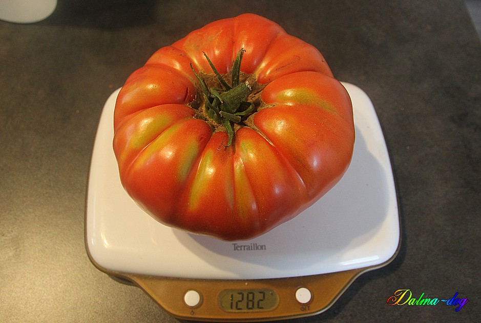 tomate 1kg282