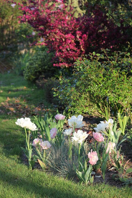 Tulipes doubles blanches et roses sur tapis de fétuques bleues