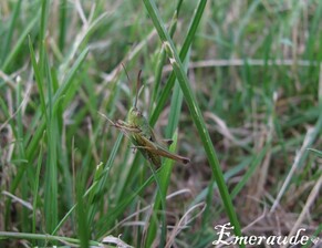Photo Insecte, sauterelle - 14.06.11