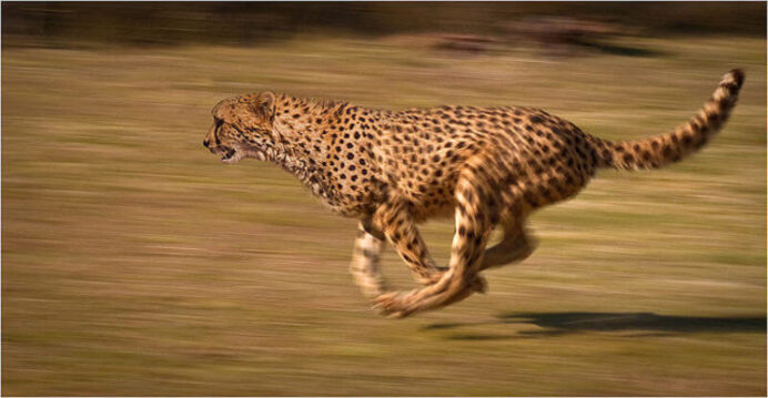 Animal le plus rapide au monde, Guépard