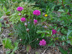 coté jardin