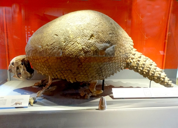 Le Museum d'Histoire Naturelle de Dijon