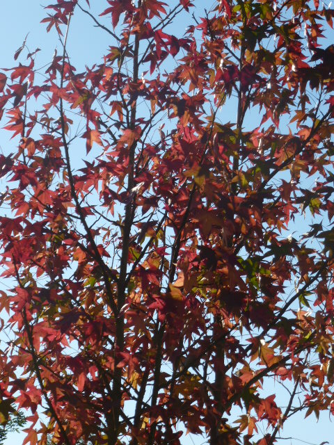 COULEURS D'AUTOMNE A BEAUGENCY