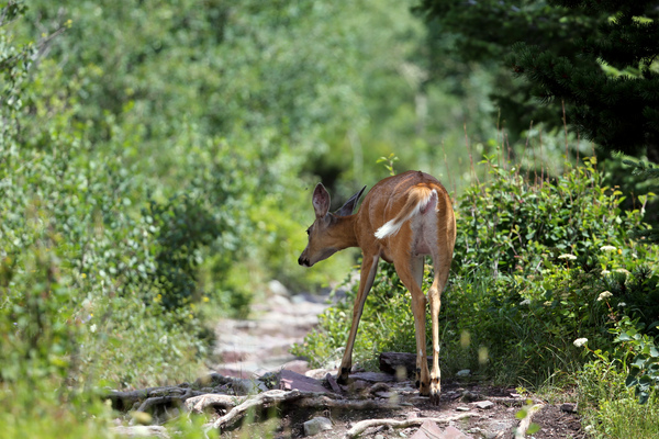 Swiftcurrent pass trail