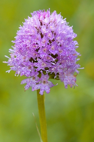  Traunsteinera globosa - Orchis globuleux 