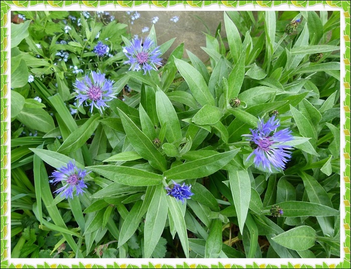 De la couleur au jardin