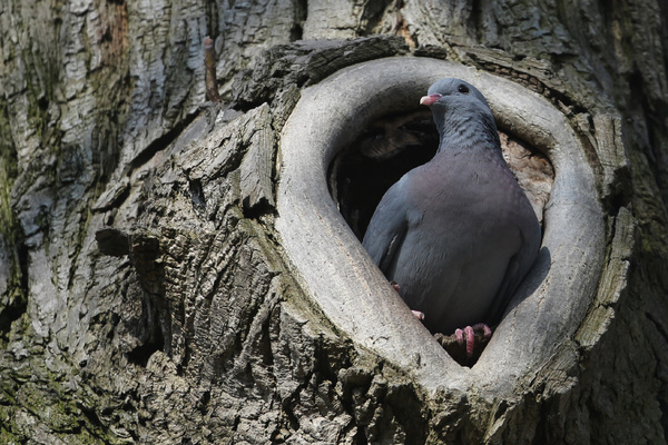 L'Atlas des Oiseaux nicheurs du Grand-Paris : c'est parti !