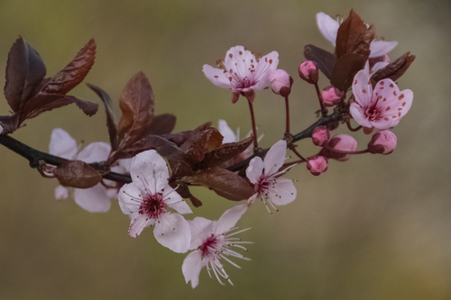 Marre du, gris, vive les fleurs du printemps