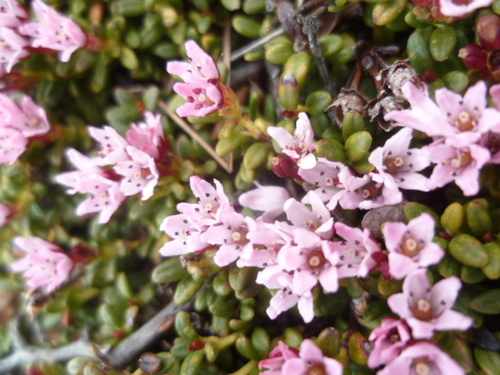 Fleurs roses