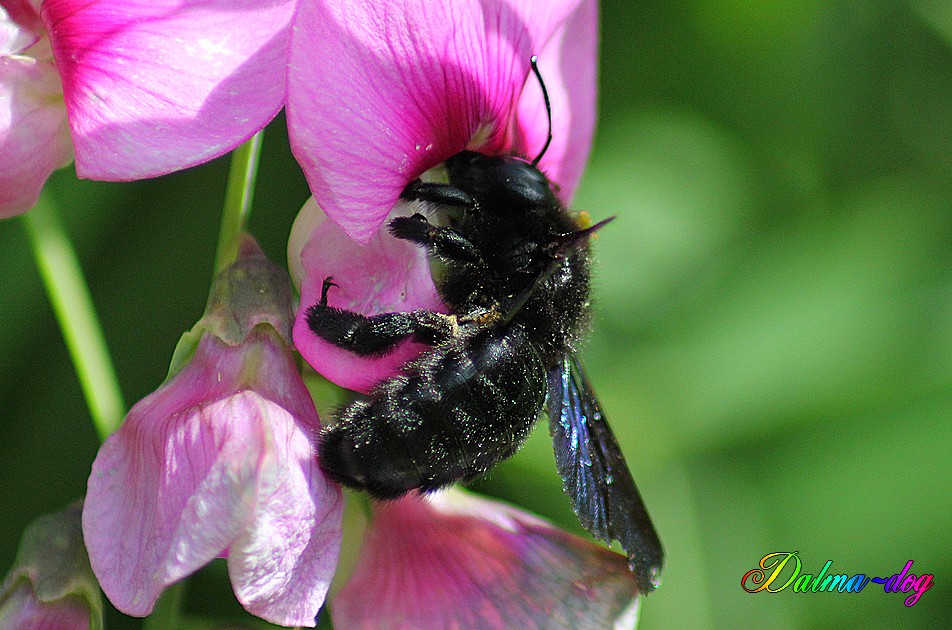 abeille charpentière "xylocopa violacea"