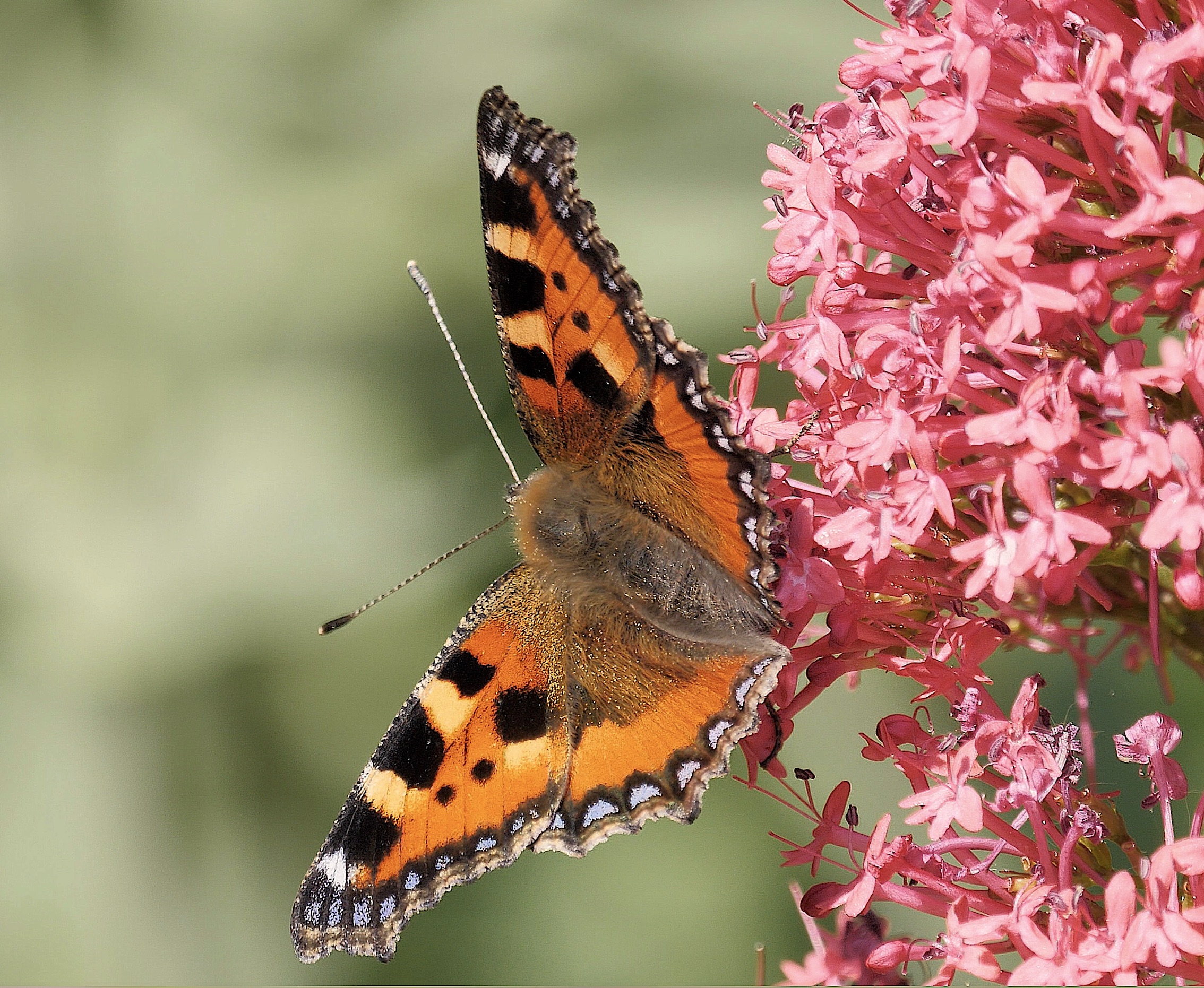 Sauvages du Poitou - Grande Ortie: les papillons d'abord! (vanesses)