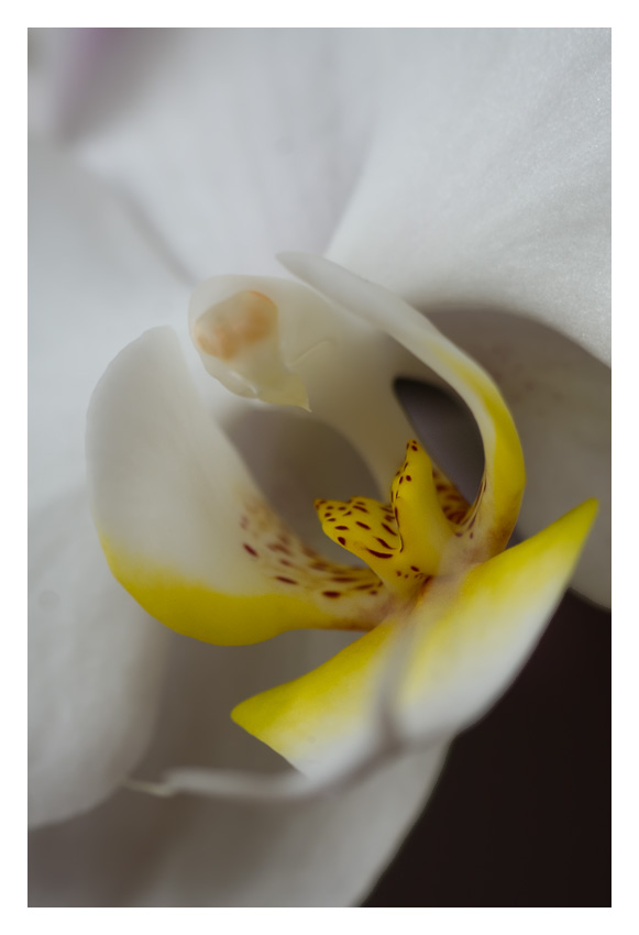 Orchidée :raffinement et sensualité 