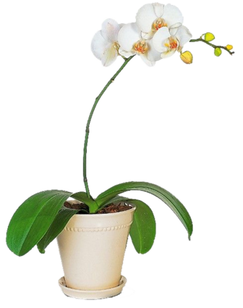 Orchidées   vase, panier
