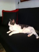 Minou Minou, devient Eyael, chat vénitien d'adoption  !