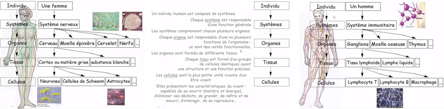 Organisation du corps humain 