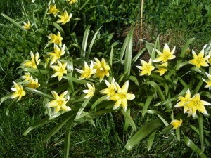 tulipes-jaunes.JPG