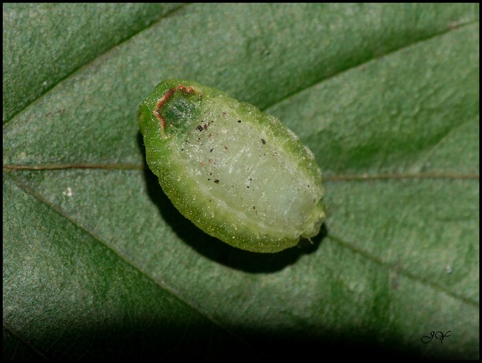 Apoda limacodes.