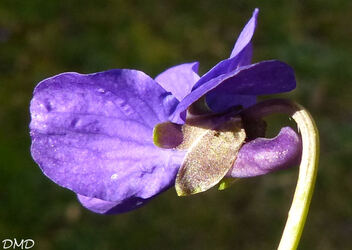 Viola odorata - violette odorante