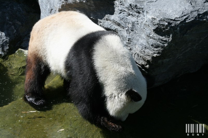 XING HUI "Etoile scintillante" (panda mâle)
