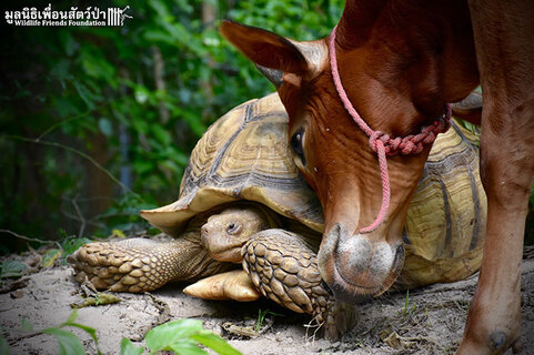 giant-tortoise-baby-cow-friendship-7