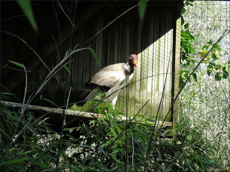 Vautour Pape (Zoo des Sables d'Olonne)