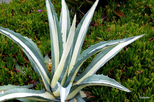 Une belle agave !