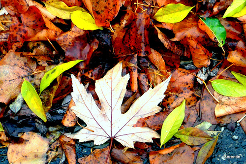 Les feuilles ...