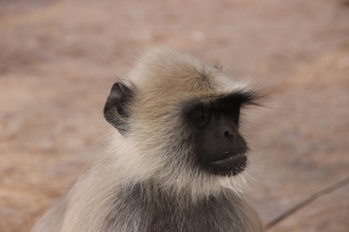 Les singes en Inde, entelles, langars, singes d'Hanuman