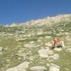 Vache sous le lac de Bastani