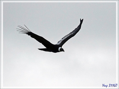 Condors sur le chemin vers Torres del Paine - Punta Arenas - Patagonie - Chili