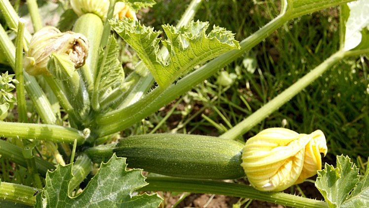 courgettes1