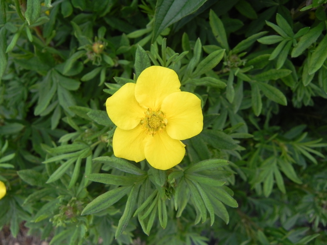 quelques fleurs pour vous mesdames ! et ...