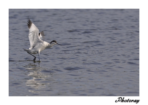 Avocette