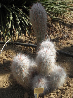 Cactuseraie de Creisméas