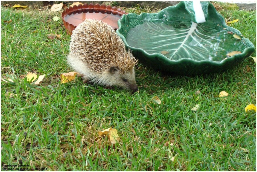 Adieu Petit hérisson du jardin 