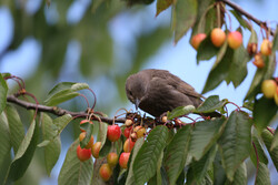                                 ""   PROFITONS DES DERNIERES CERISES  ""