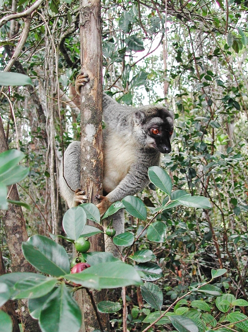 Lémuriens à Madagascar